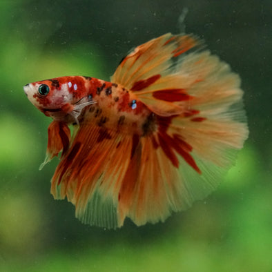 Galaxy/Candy Koi Halfmoon - 14 weeks old