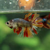 Multicolor/ Galaxy Koi Halfmoon- Female- 13 Weeks Old