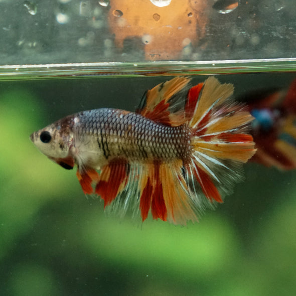 Multicolor/ Galaxy Koi Halfmoon- Female- 13 Weeks Old