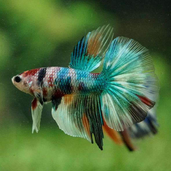 Galaxy/Candy Koi Halfmoon - 14 weeks old