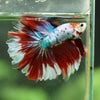 Galaxy/Candy Koi Halfmoon - 14 weeks old