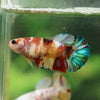 Multicolor/ Galaxy Koi Plakat- Female- 13 Weeks Old