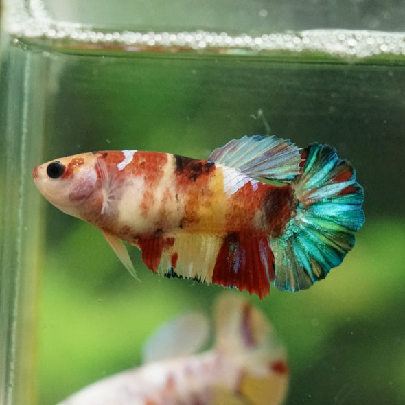 Multicolor/ Galaxy Koi Plakat- Female- 13 Weeks Old