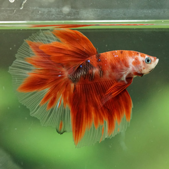 Galaxy/Candy Koi Halfmoon - 14 weeks old