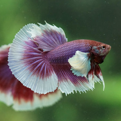Dumbo Halfmoon - 12 weeks old