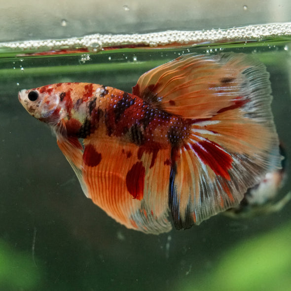 Galaxy/Candy Koi Halfmoon - 14 weeks old
