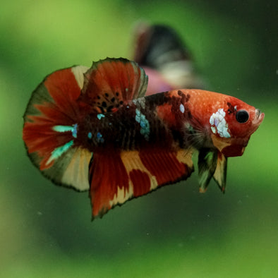 Multicolor/Galaxy Koi Plakat -11 weeks Old