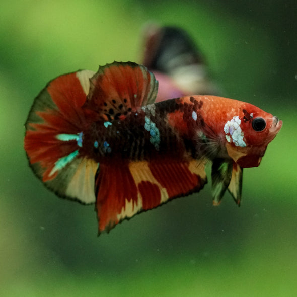 Multicolor/Galaxy Koi Plakat -11 weeks Old