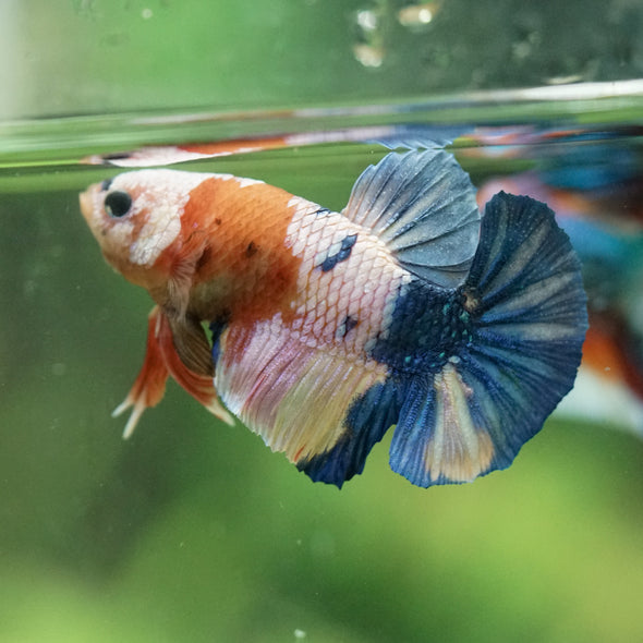 Multicolor/Galaxy Koi Plakat -16 weeks Old