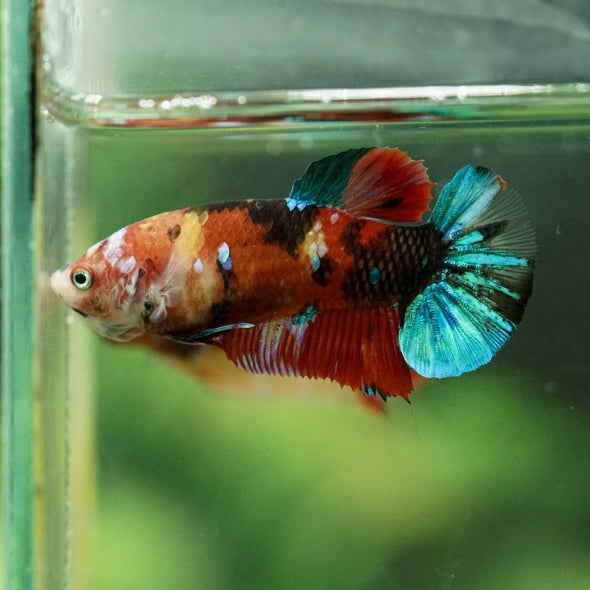 Multicolor/ Galaxy Koi Plakat- Female- 13 Weeks Old