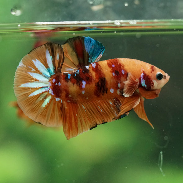 Multicolor/Galaxy Koi Plakat -16 weeks Old