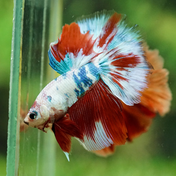 Galaxy/Candy Koi Halfmoon - 14 weeks old