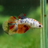 Multicolor/ Galaxy Koi Halfmoon - Female- 13 Weeks Old