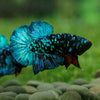 Black Koi Galaxy Plakat (Avatar) -13 weeks Old