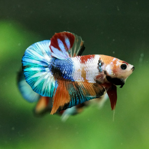 Multicolor/Galaxy Koi Plakat -10 weeks Old