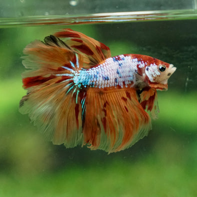 Galaxy Koi Halfmoon - 13 weeks old