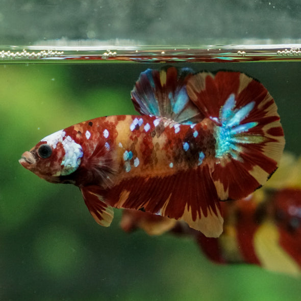 Multicolor/Galaxy Koi Plakat -13 weeks Old