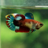 Red Fancy Plakat 13 Week Old- Female