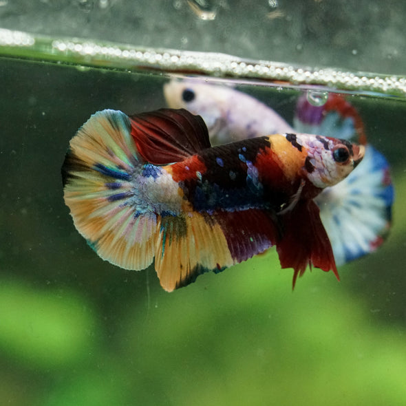 Multicolor/Galaxy Koi Plakat -16 weeks Old