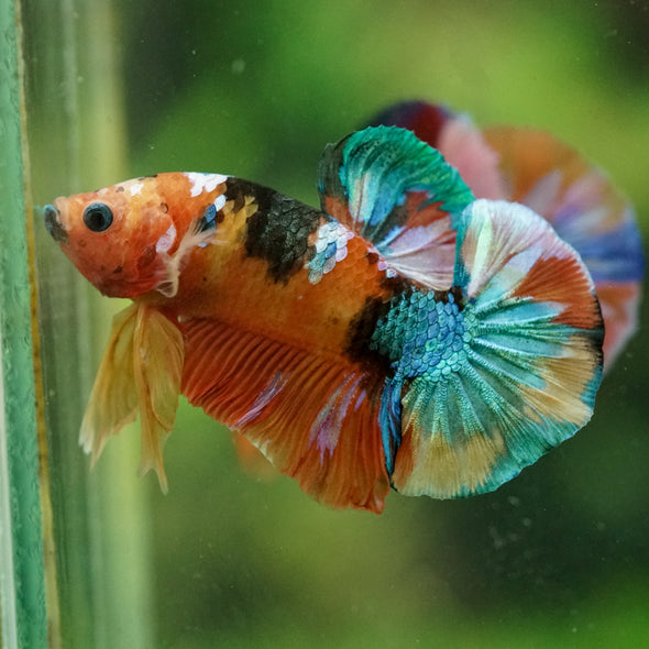 Multicolor/Galaxy Koi Plakat -16 weeks Old