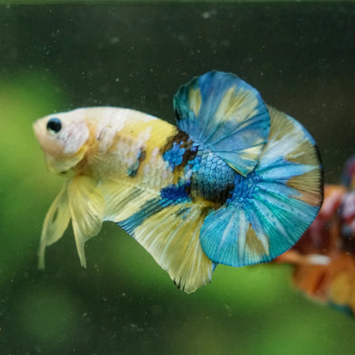 Multicolor/Galaxy Koi Plakat -16 weeks Old