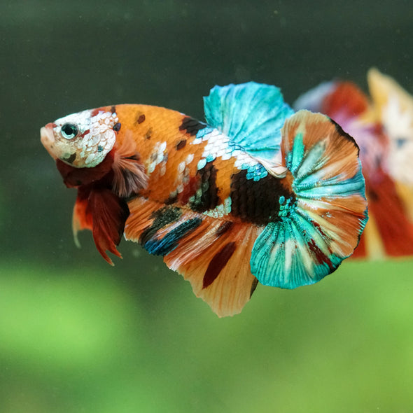 Multicolor/Galaxy Koi Plakat -16 weeks Old
