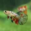 Multicolor/ Galaxy Koi Halfmoon - Female- 13 Weeks Old