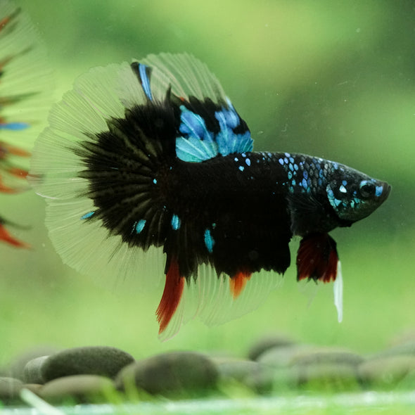Black Base Galaxy/Candy Koi Halfmoon - 14 weeks Old