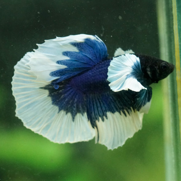 Dumbo Halfmoon - 14 weeks old