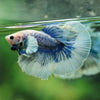Dumbo Halfmoon - 10 weeks old