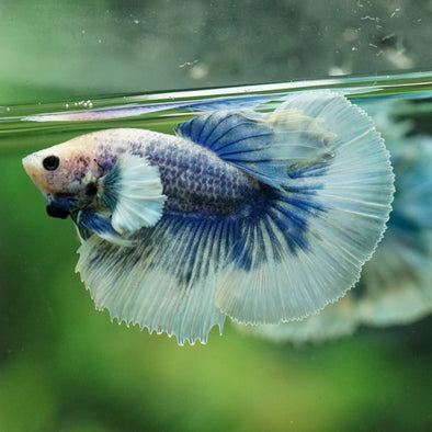 Dumbo Halfmoon - 10 weeks old
