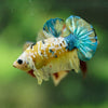 Multicolor/Galaxy Koi Plakat -16 weeks Old