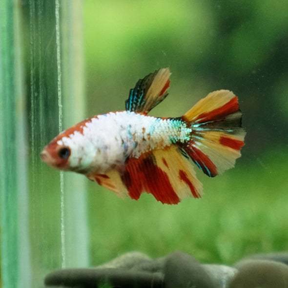 Multicolor/ Galaxy Koi Halfmoon- Female- 13 Weeks Old