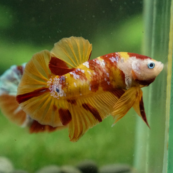 Multicolor/Galaxy Koi Plakat -13 weeks Old