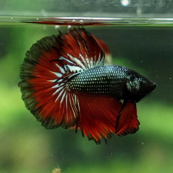 Black/Red Copper Halfmoon - 10 weeks old