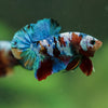 Multicolor/Galaxy Koi Plakat -16 weeks Old