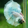 Dumbo Halfmoon - 12 weeks old