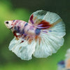 Galaxy/Candy Koi Halfmoon - 14 weeks old