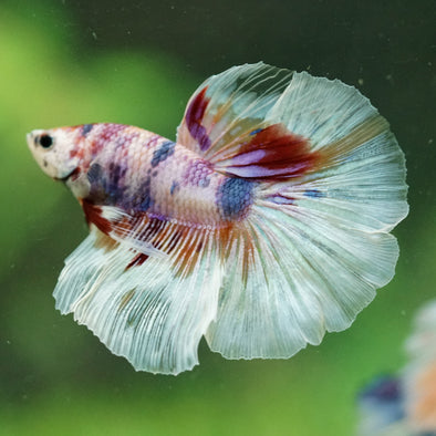 Galaxy/Candy Koi Halfmoon - 14 weeks old