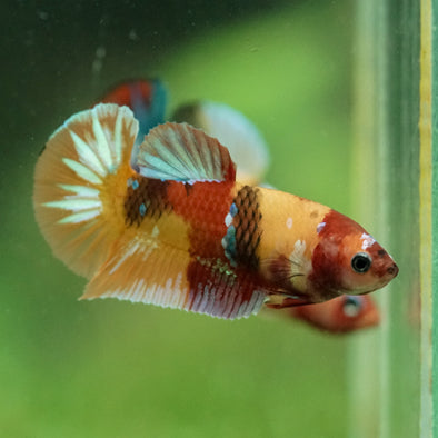 Multicolor/ Galaxy Koi Plakat- Female- 13 Weeks Old