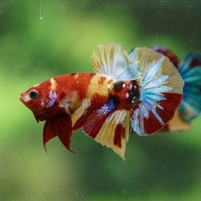 Multicolor/Galaxy Koi Plakat -16 weeks Old