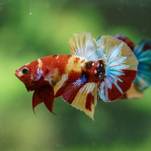 Multicolor/Galaxy Koi Plakat -16 weeks Old