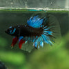 Black Base Galaxy Koi Halfmoon (Avatar) - 14 weeks old