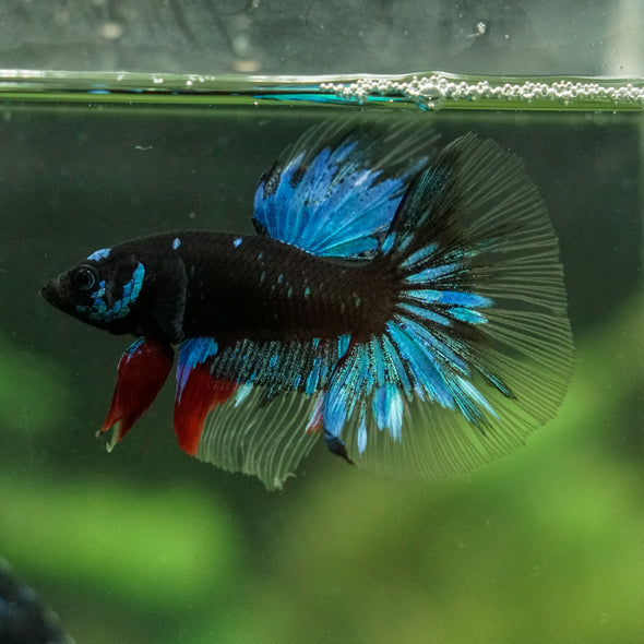 Black Base Galaxy Koi Halfmoon (Avatar) - 14 weeks old