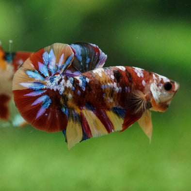 Multicolor/Galaxy Koi Plakat -16 weeks Old