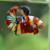 Multicolor/Galaxy Koi Plakat -16 weeks Old