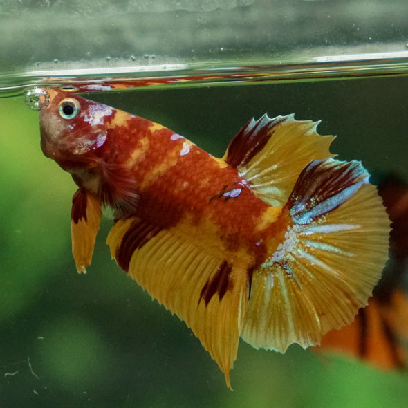 Multicolor/Galaxy Koi Plakat -13 weeks Old