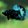 Black Koi Galaxy Plakat (Avatar) -13 weeks Old