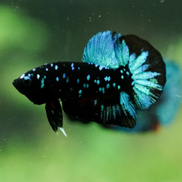 Black Koi Galaxy Plakat (Avatar) -13 weeks Old