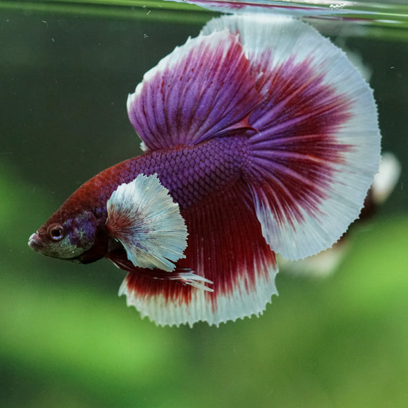 Dumbo Halfmoon - 12 weeks old
